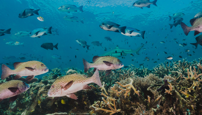 Técnico Auxiliar En Vida Y Rescate De La Biodiversidad Marina